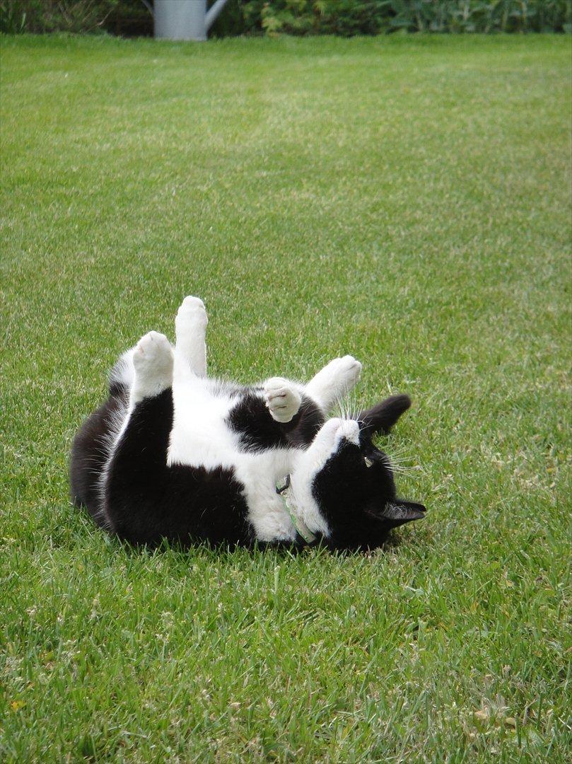 Huskat Sylvester - som sagt er han meget god til at ligge på ryggen. :P  billede 3