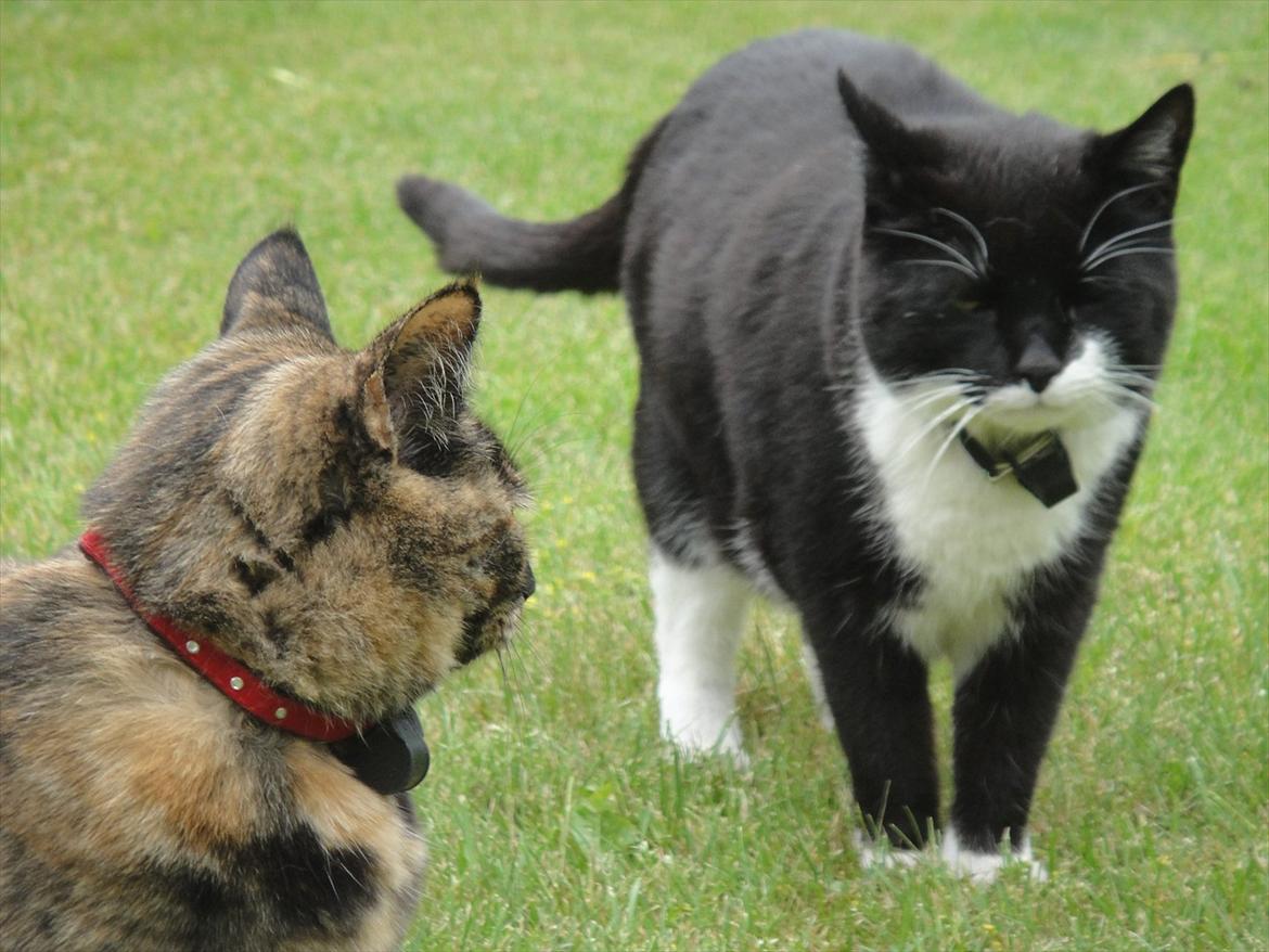 Huskat Sylvester - Kira og Sylvester elsker at slås :P billede 4