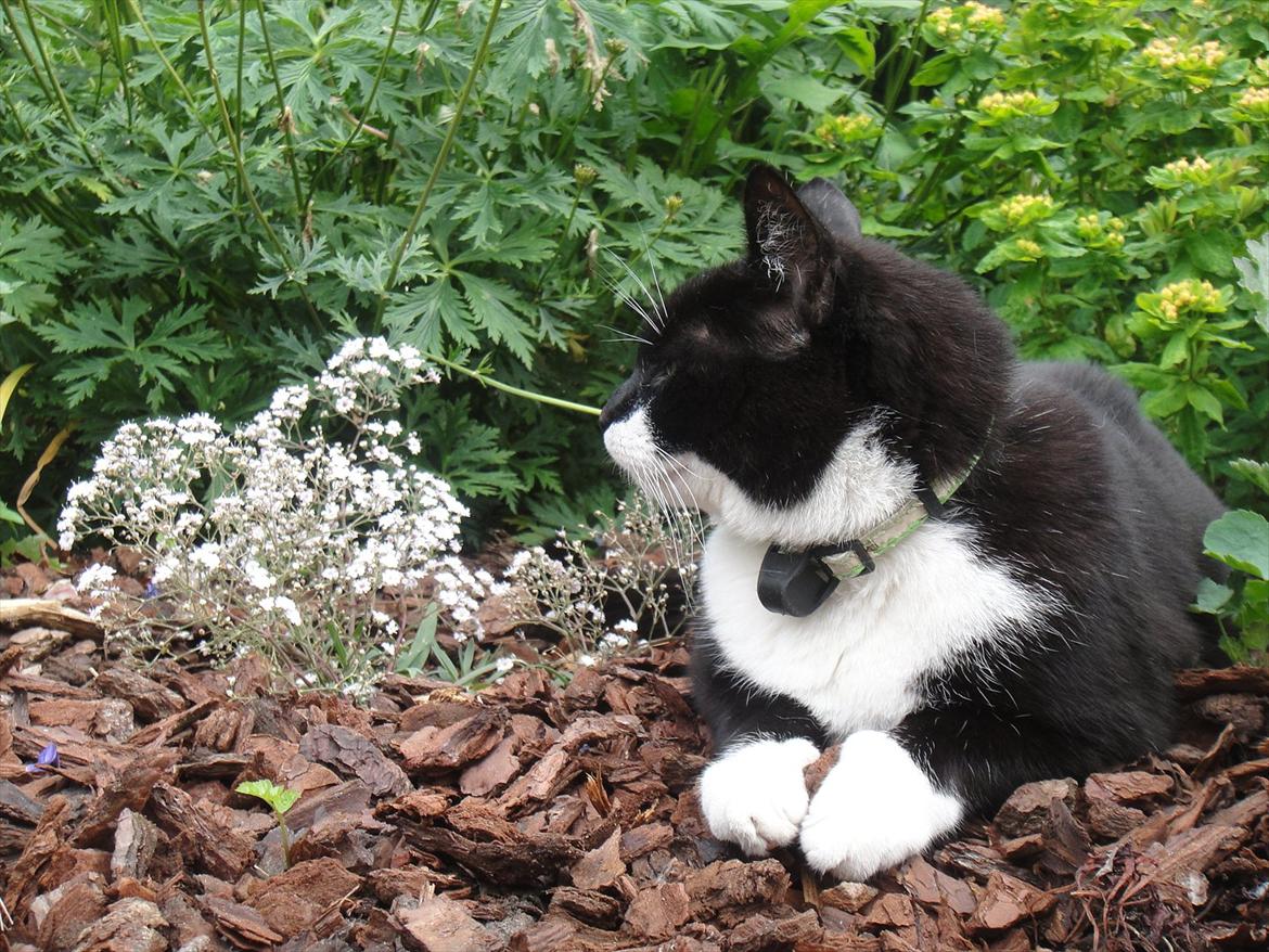 Huskat Sylvester - Sylles specielle sovested hvor han sover på varme sommerdage ;p billede 5