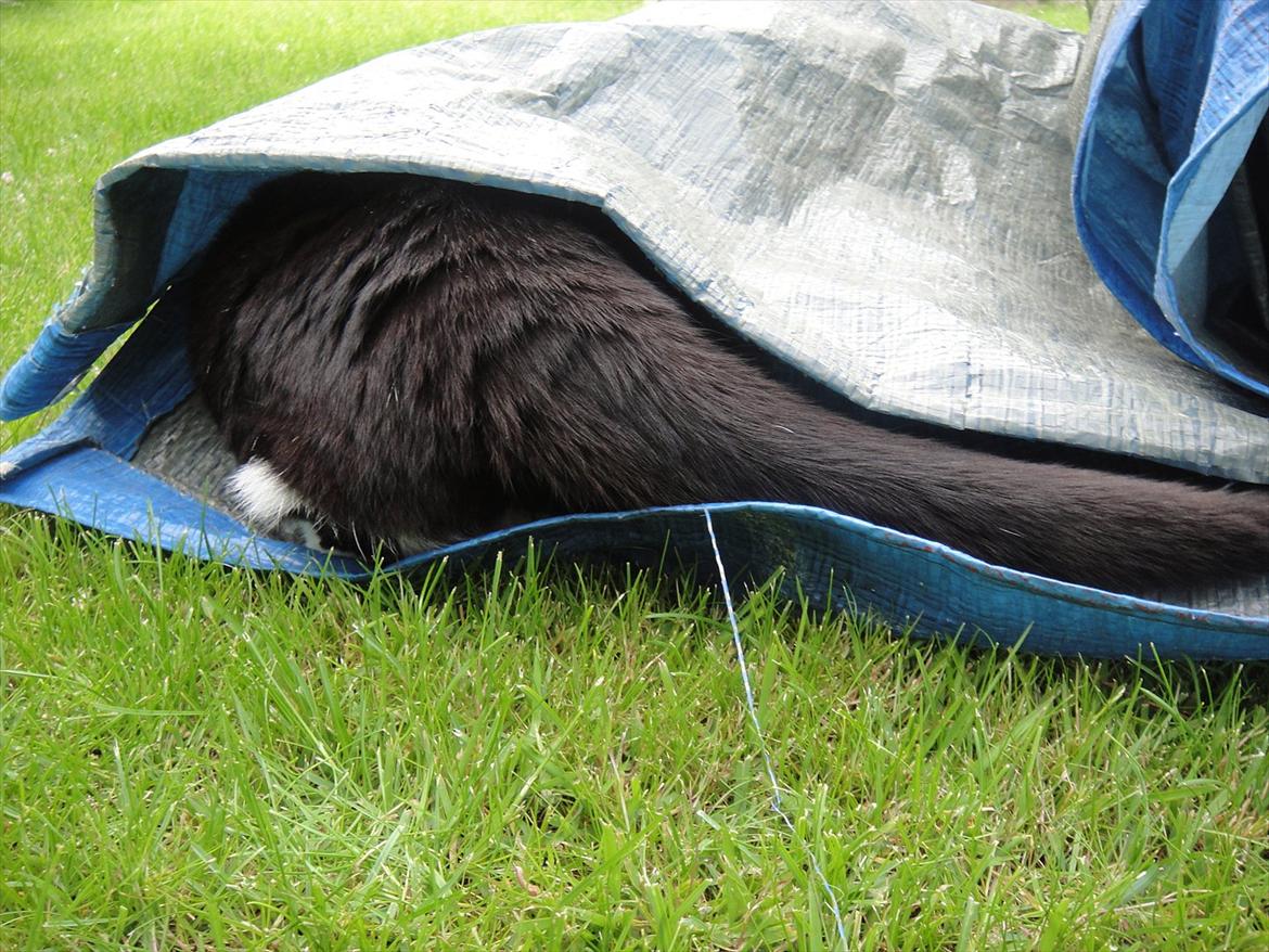 Huskat Sylvester - han eeelsker at lege med presenninger :P billede 6