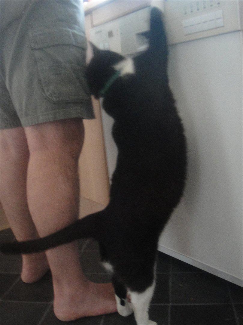 Huskat Sylvester - Tjah sådan ser det ud når der laves mad hjemme hos os :D billede 7