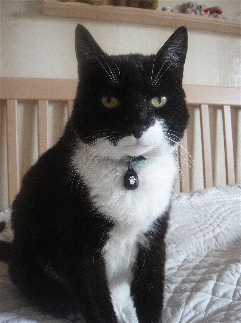 Huskat Sylvester - <3 billede 8