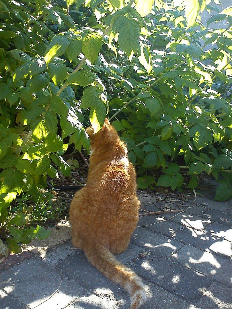 Huskat Mullerbjørn.. {min engel:* - En dejlig varm sommer dag d. 26juli2011 foran himberbuskene:).
Nutid Datid os to foraltid!<3 billede 1