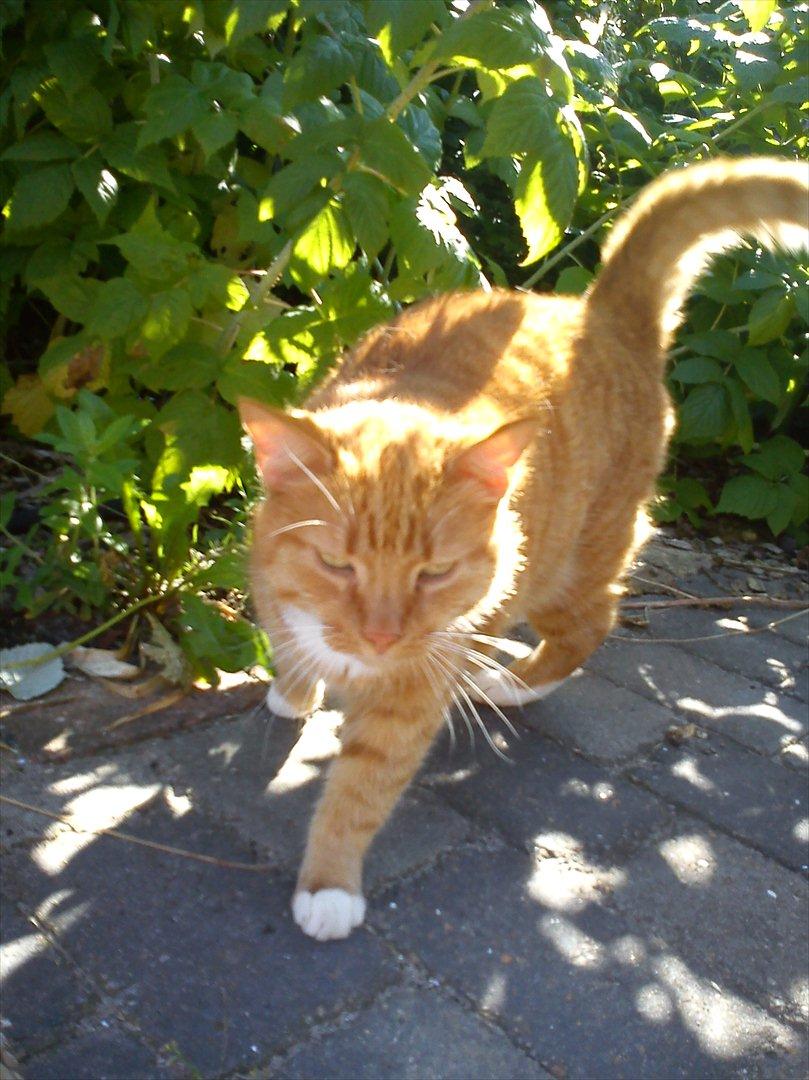 Huskat Mullerbjørn.. {min engel:* - IGEN min skønne misseberg!:D.
Nutid datid leverpostej foraltid!<3 billede 2