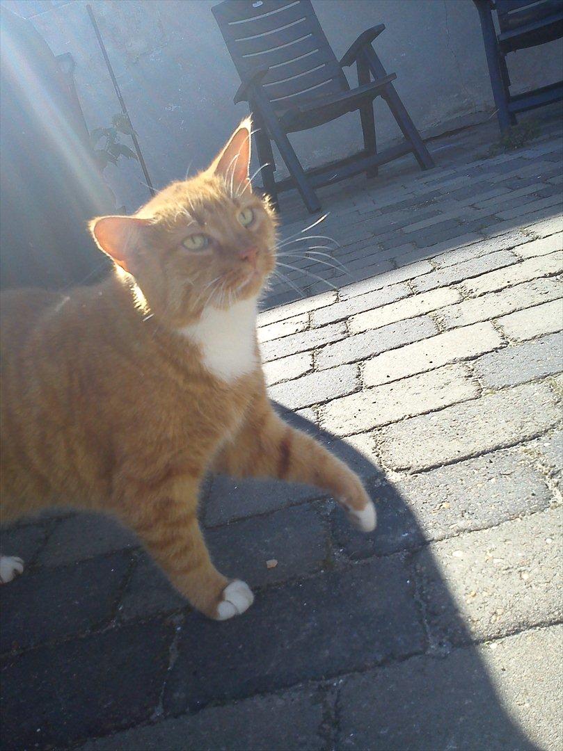 Huskat Mullerbjørn.. {min engel:* - Nutid Datid vi vil hænge sammen foraltid!<3 billede 3