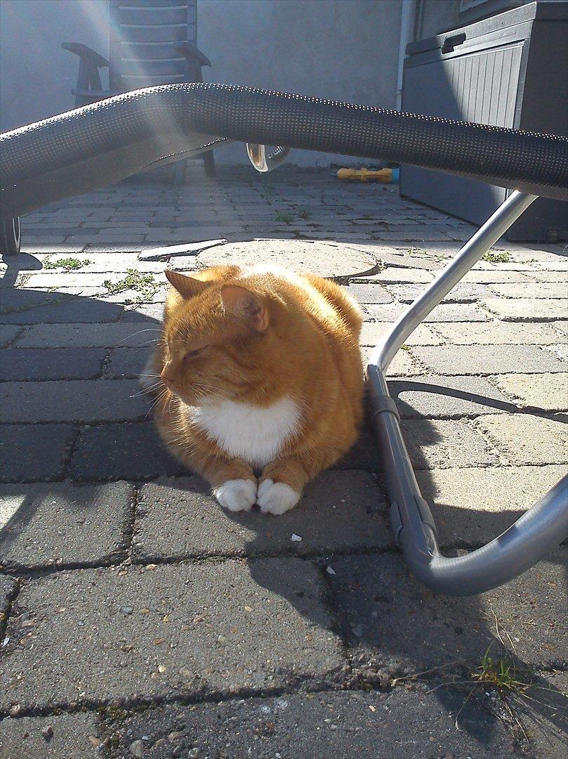 Huskat Mullerbjørn.. {min engel:* - Nutid datid sommerdag foraltid!<3. Muller EEEEELSKER bare solen at ligge og dasse i den er det bedste!:D billede 4