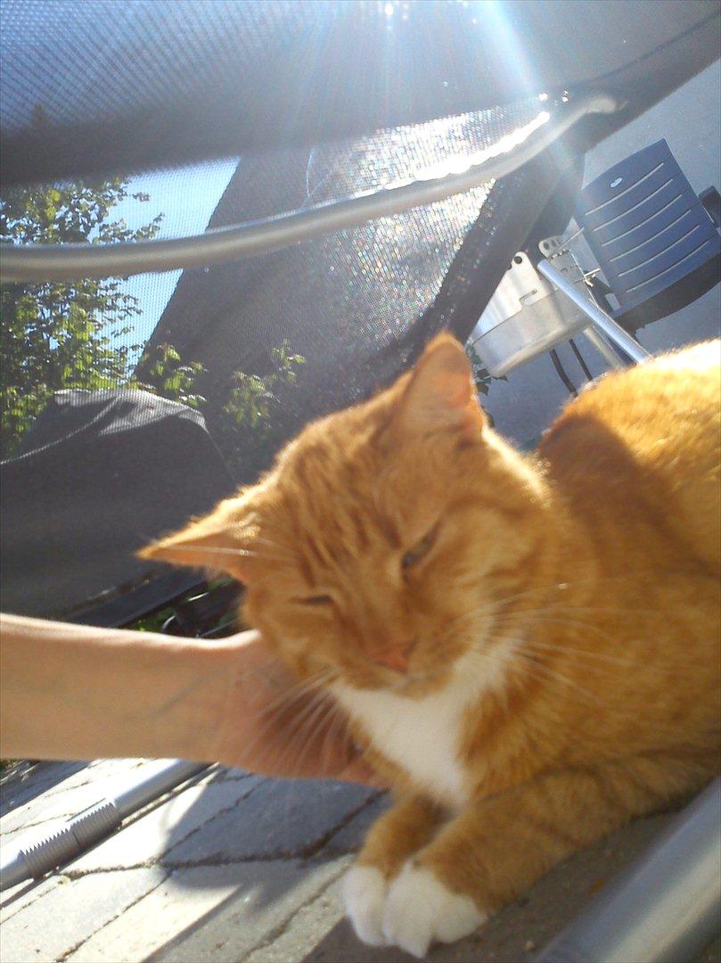 Huskat Mullerbjørn.. {min engel:* - Nutid Datid mullerbjørn foraltid!<3 billede 5