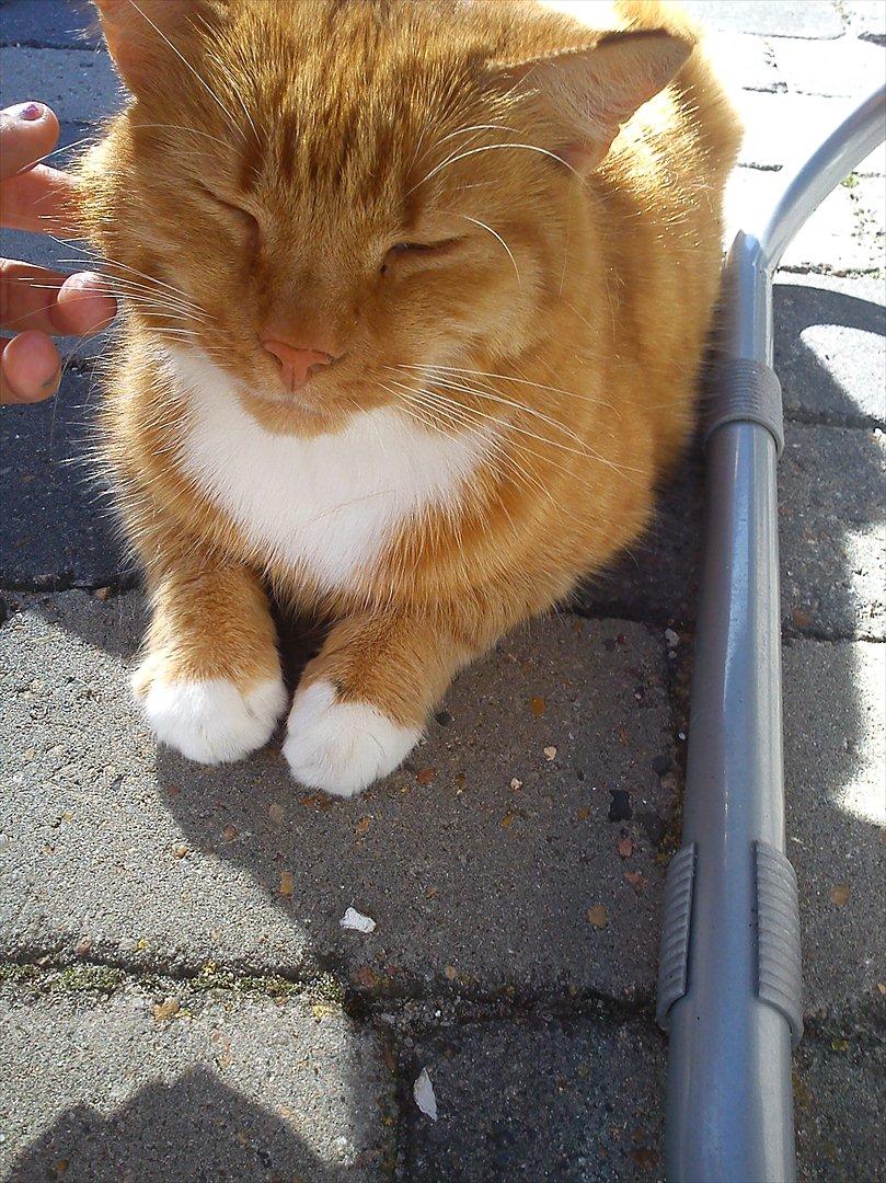 Huskat Mullerbjørn.. {min engel:* - Nutid Datid orange for altid!<3 billede 6