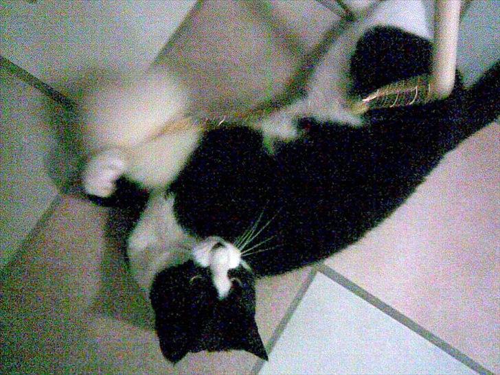 Huskat Ying  - Velkommen til Ying's profil! billede 1