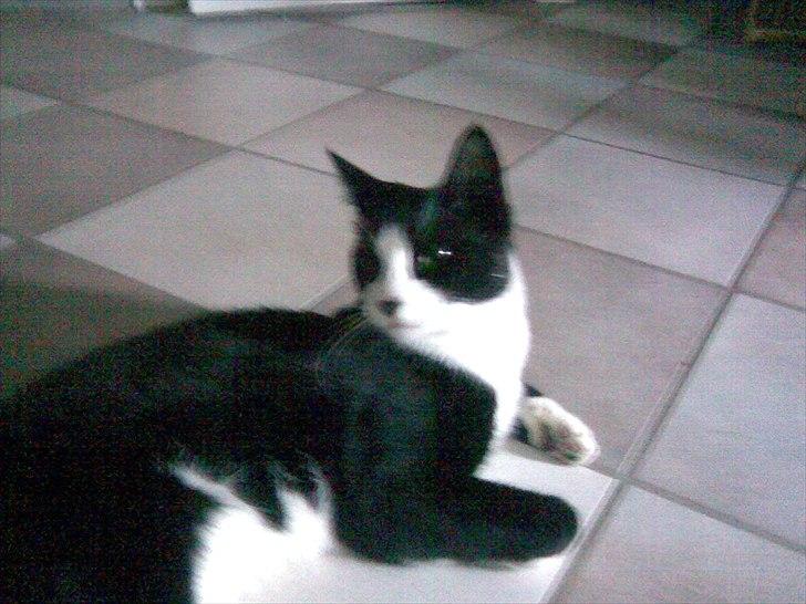 Huskat Ying  - "Hvad laver i der henne?" :-). billede 2