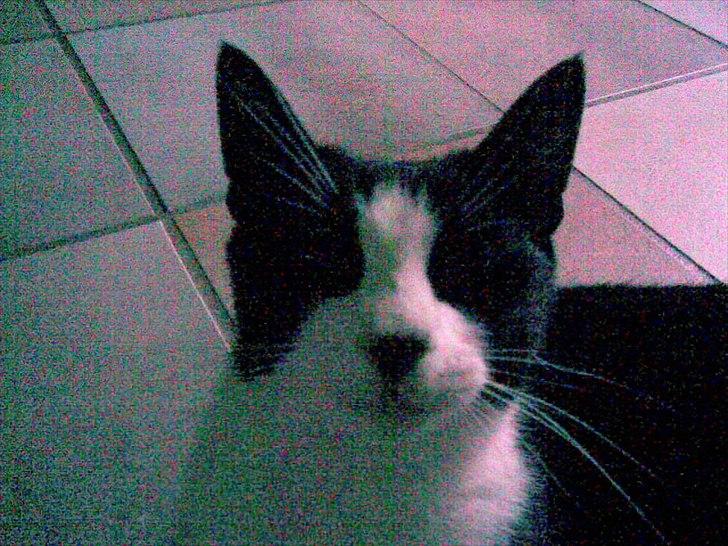 Huskat Ying  - "Halløj!" :-). billede 3