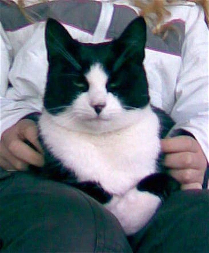 Huskat Ying  - "Er jeg ikke lækker?" <'3! Tak fordi i kiggede forbi billederne! Se også meget gerne teksten! :-)! billede 5