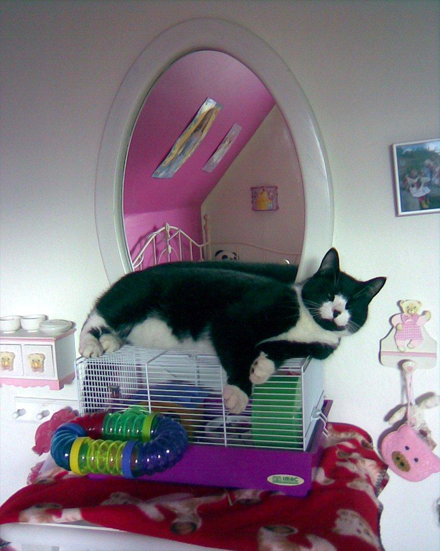 Huskat Ying  - Et billede af Yang hans helbror! :-). Da jeg dsv. ikke har flere billeder af Ying, og at man SKAL have 5 billeder... billede 4