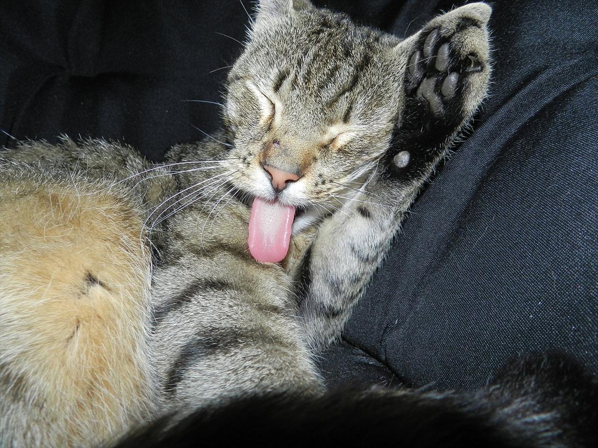 Blanding af racer Fritz "Supermissen! (:" - Slikker sig ren (: billede 17