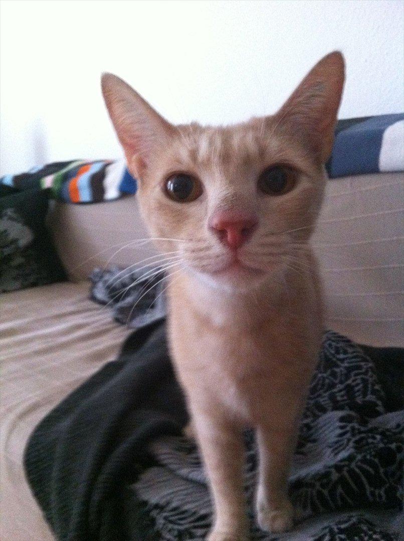 Huskat Sophus billede 5