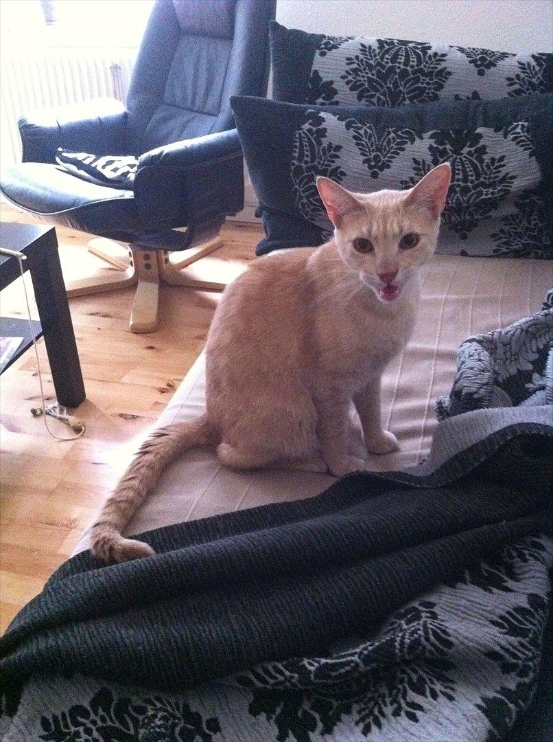 Huskat Sophus billede 1