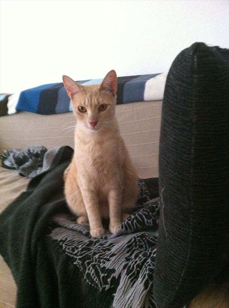 Huskat Sophus billede 7