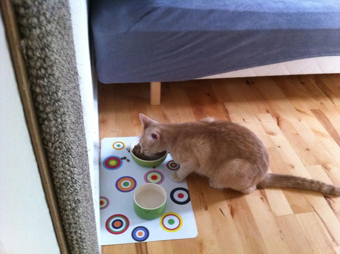 Huskat Sophus billede 3