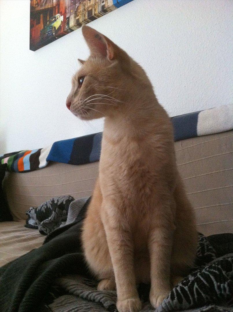 Huskat Sophus billede 6