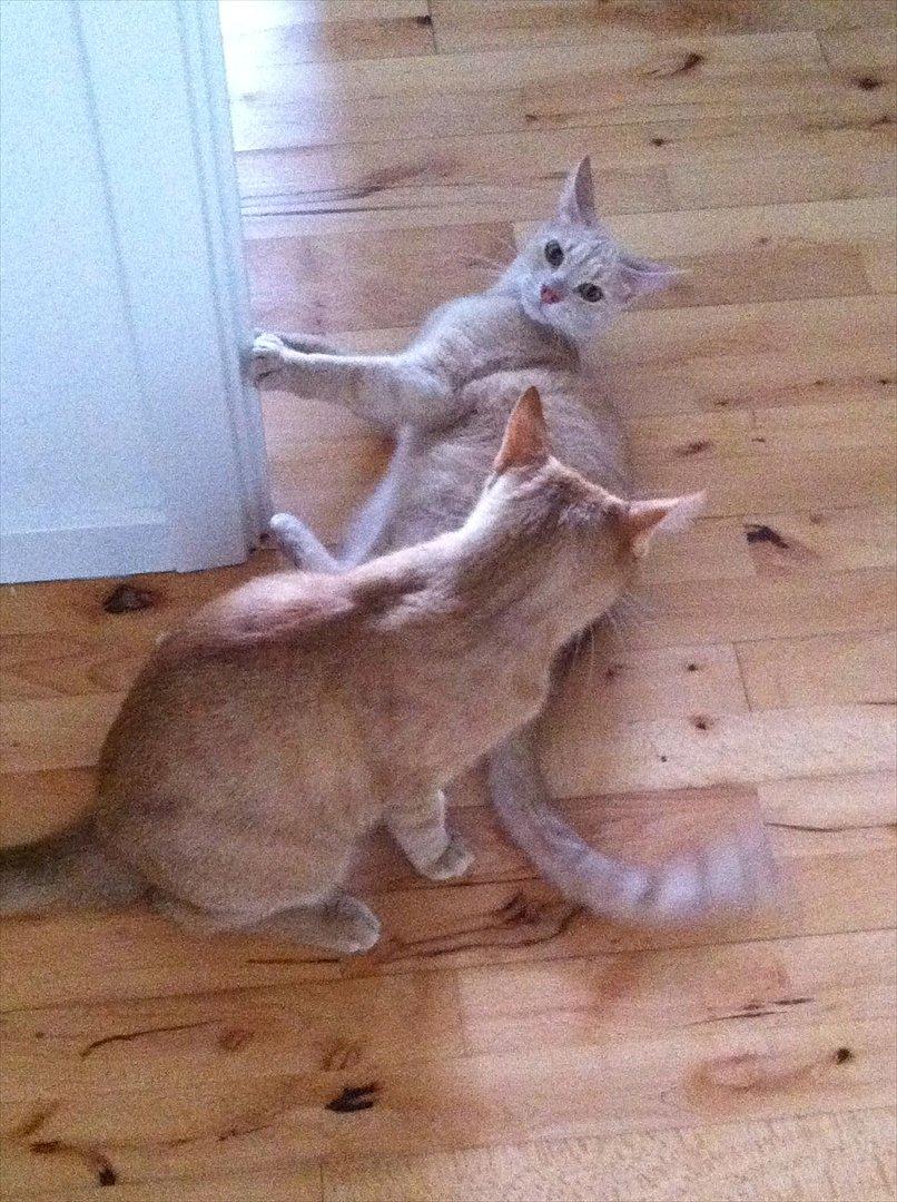 Huskat Sophus billede 4