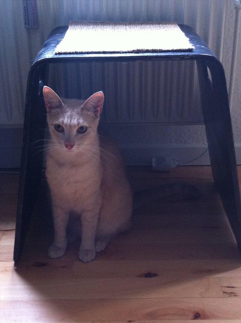 Huskat Sophus billede 8