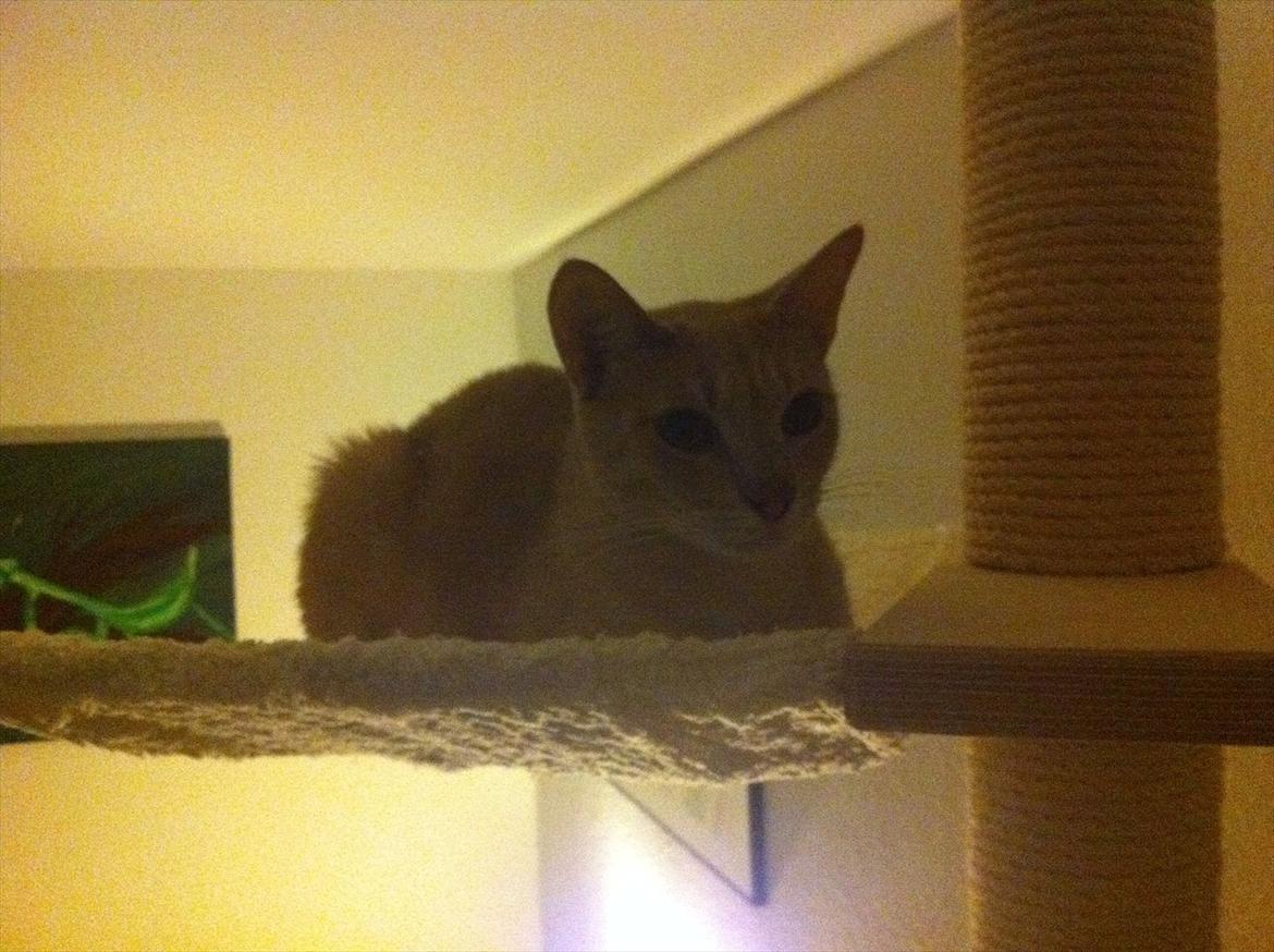 Huskat Sophus billede 2