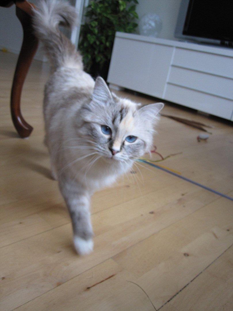 Ragdoll DK Wrensted Lærke - Oktober 2010 billede 1