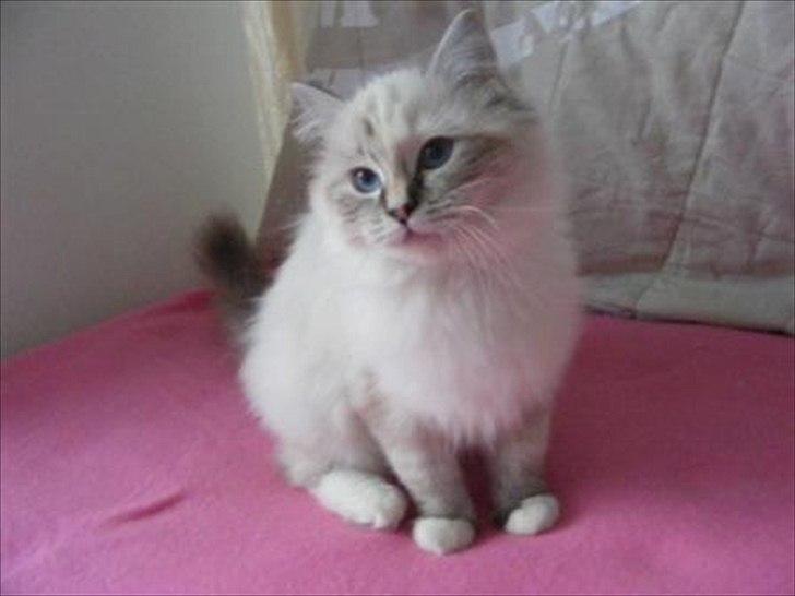 Ragdoll DK Wrensted Lærke billede 2