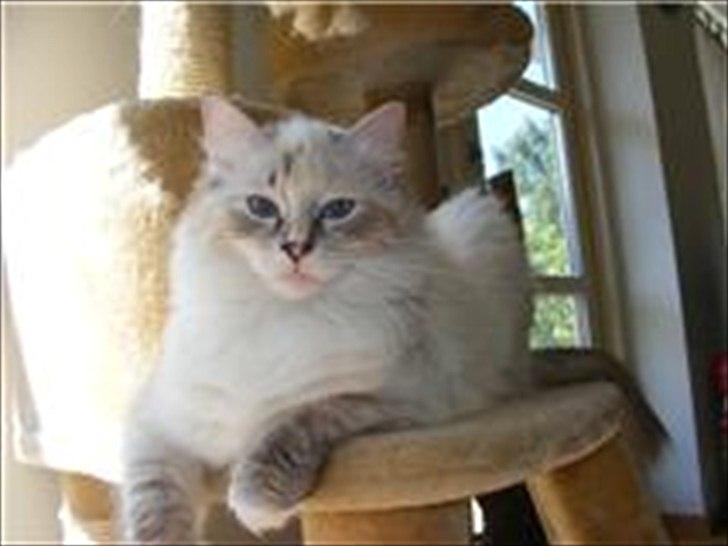 Ragdoll DK Wrensted Lærke billede 3