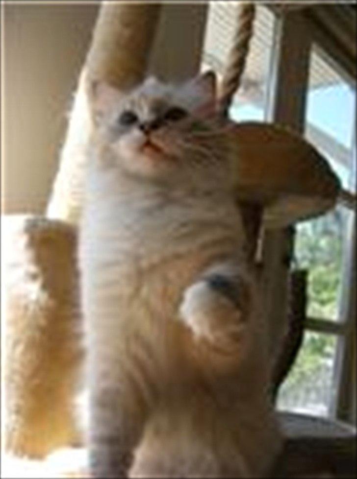 Ragdoll DK Wrensted Lærke billede 4