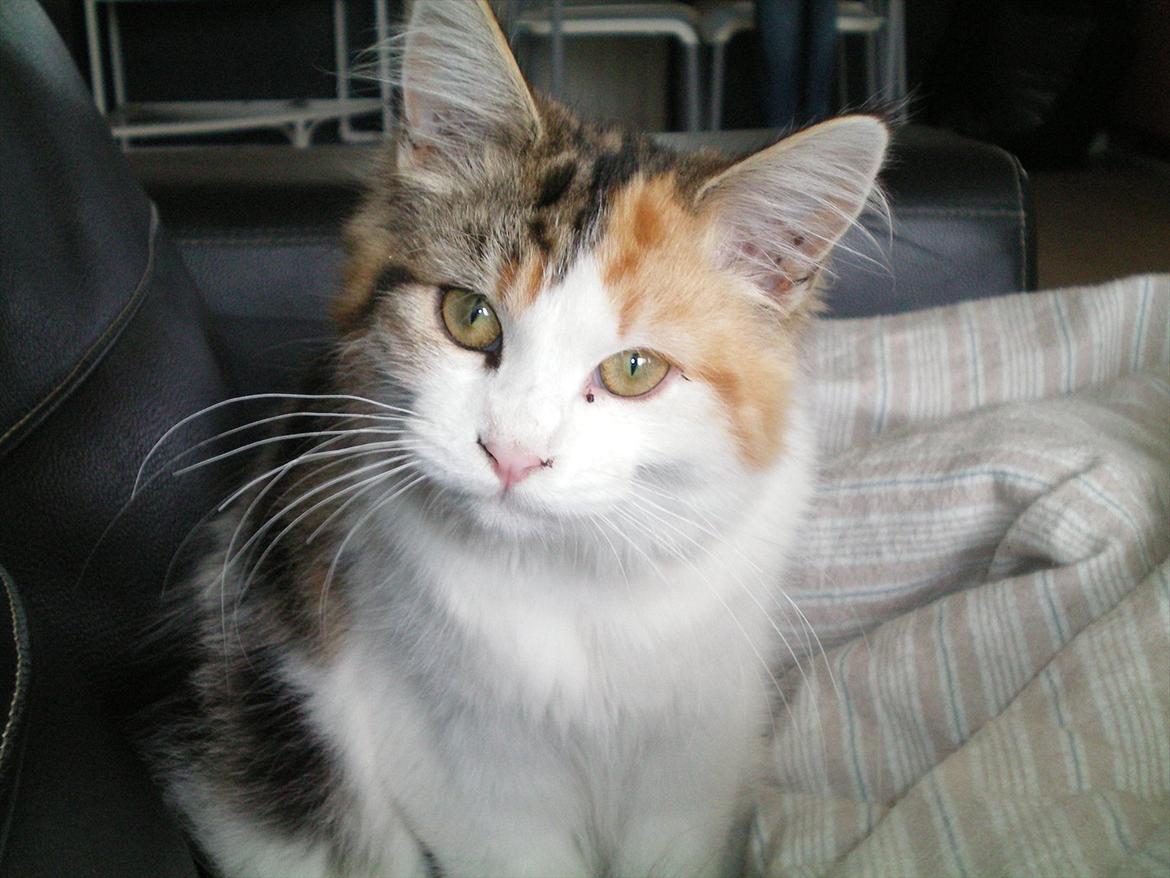 Maine Coon Malou #Malle# - Smukke Malou. <3 billede 11