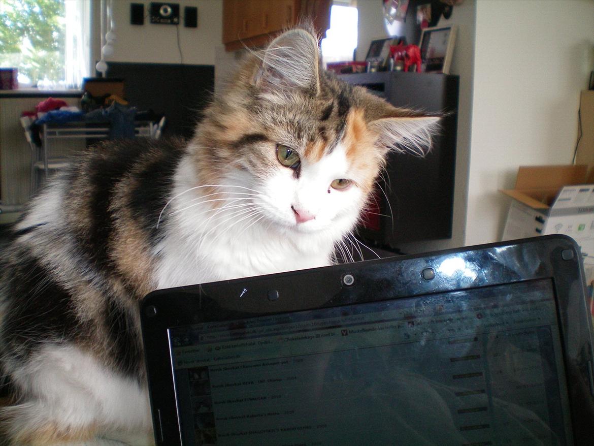 Maine Coon Malou #Malle# - Computernørd. :D billede 12