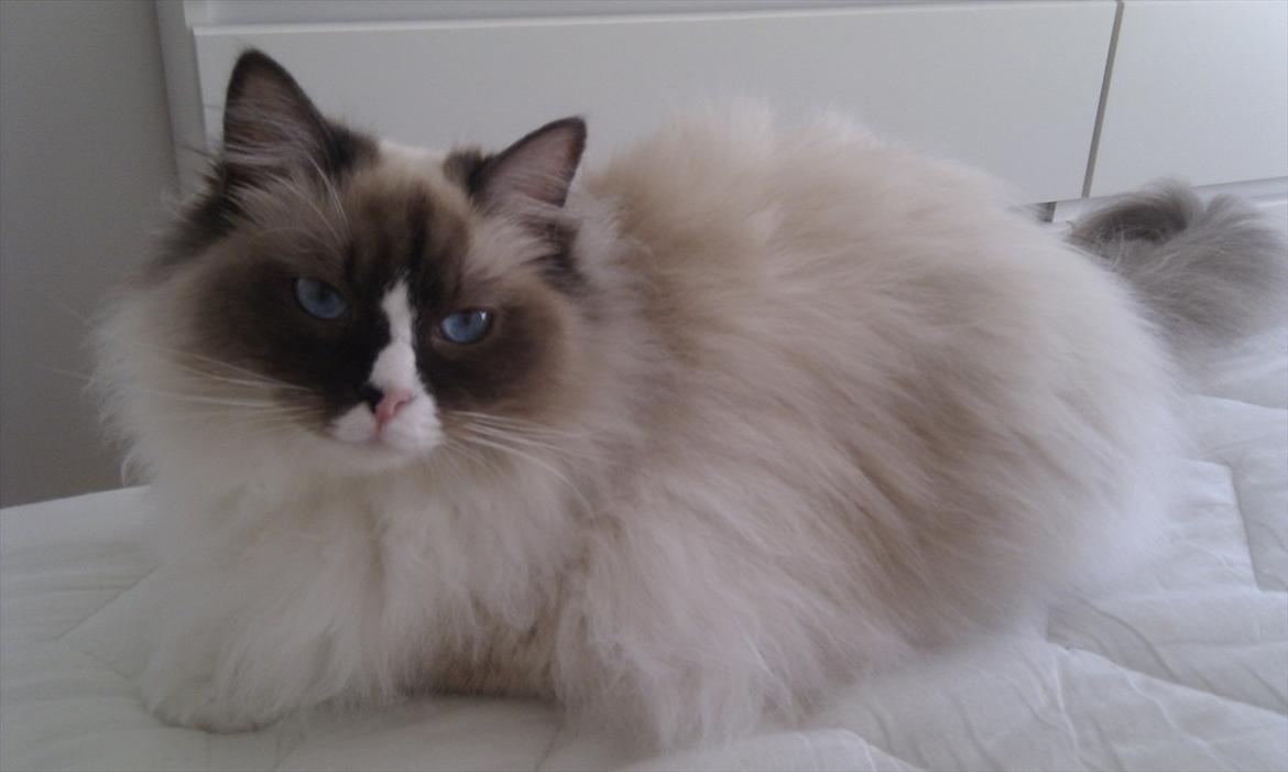 Ragdoll Odessa billede 18