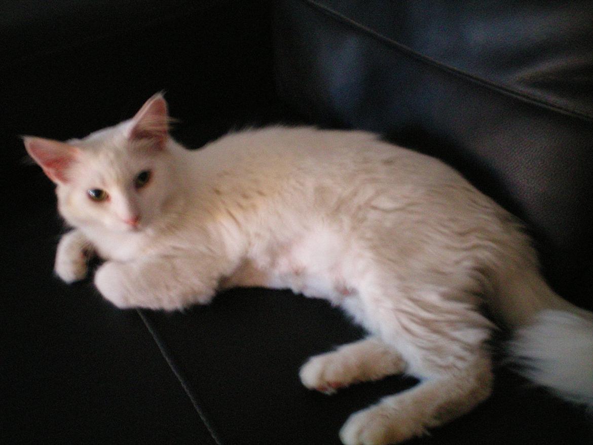 Maine Coon Duchess #Dysse# - Så har Duchess været en tur ved frisøren. :) billede 14