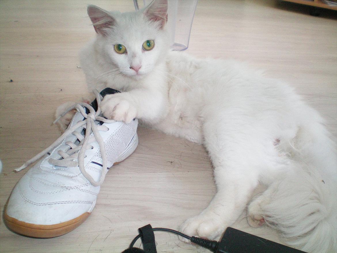 Maine Coon Duchess #Dysse# - SKOOOOOOO! billede 15