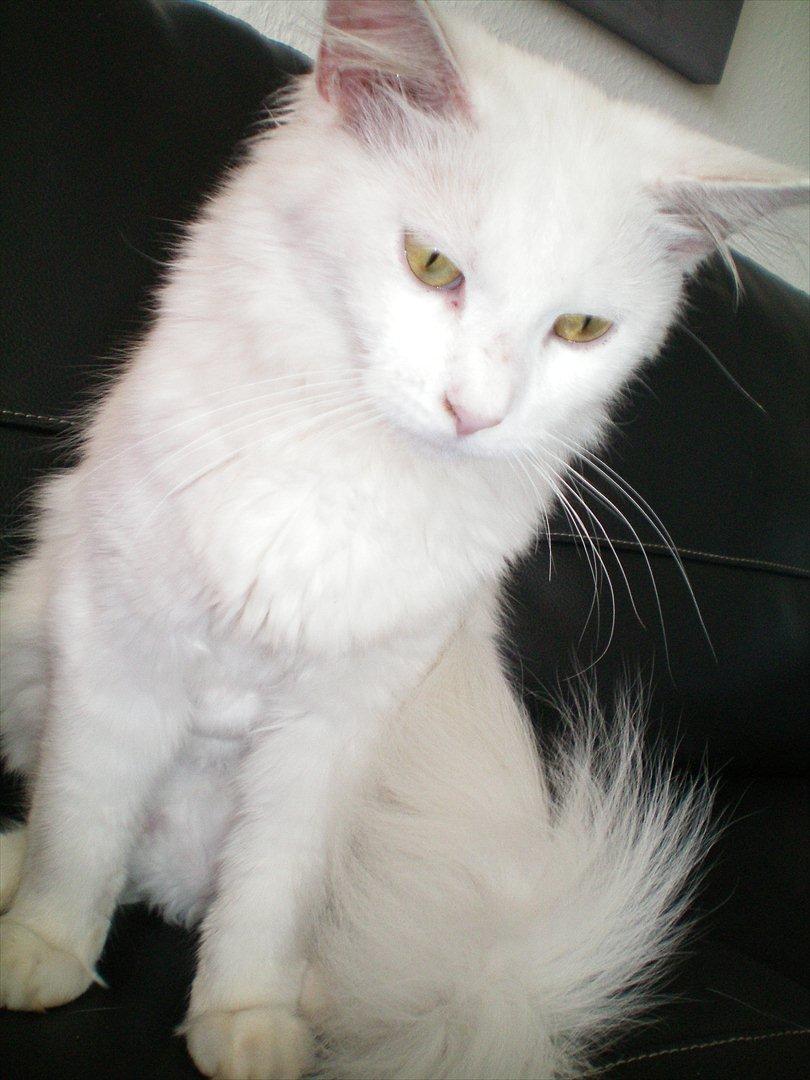 Maine Coon Duchess #Dysse# - Duchess den 27/7 2011 <3 billede 13