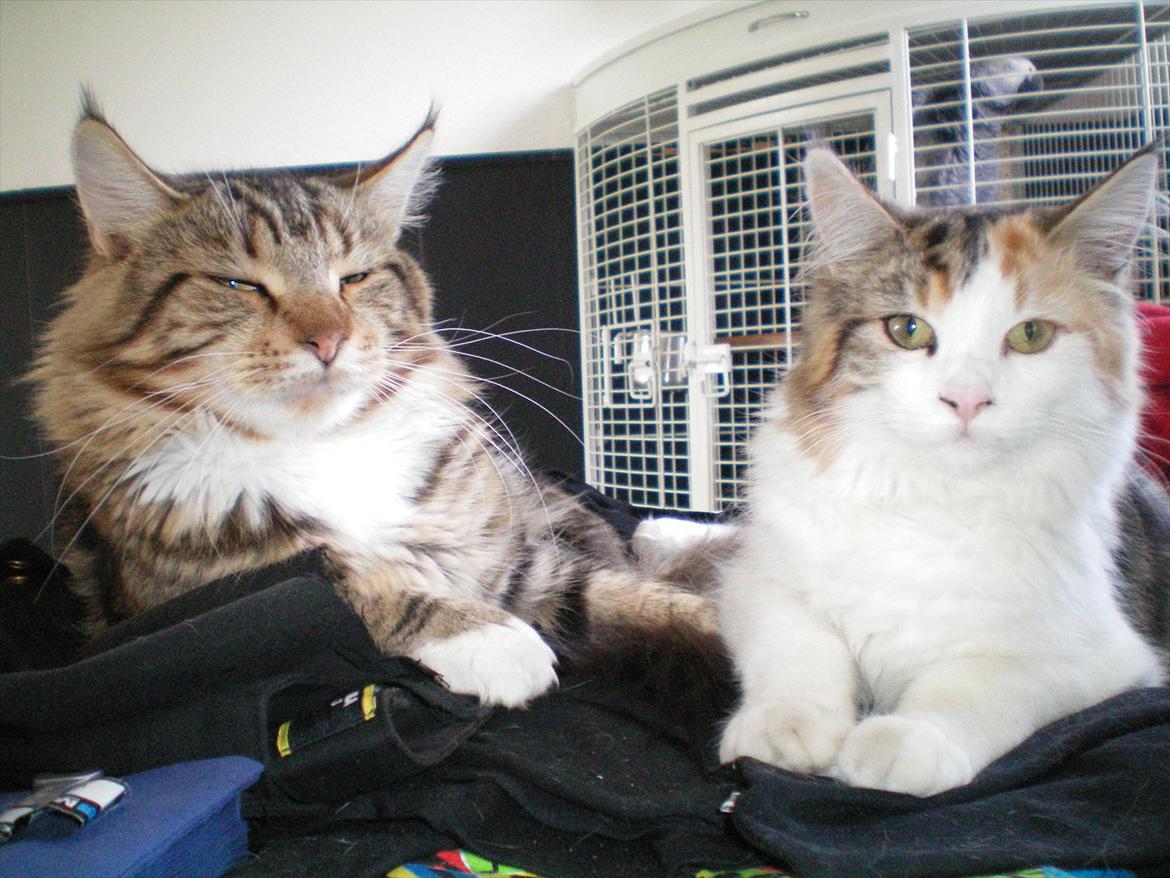 Maine Coon Noah #NoahBoah# - De to dejlige katte. :D billede 15