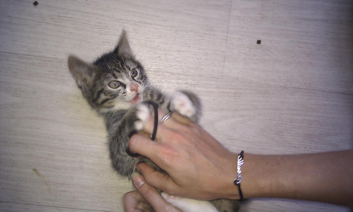 Huskat Mojo - Legesyg sammen med mor :) billede 6