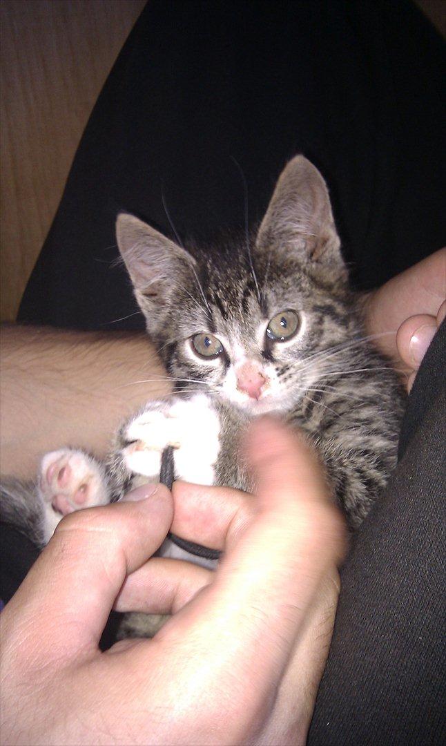 Huskat Mojo - Ligger sammen med far og leger med hårelestik :D  billede 7