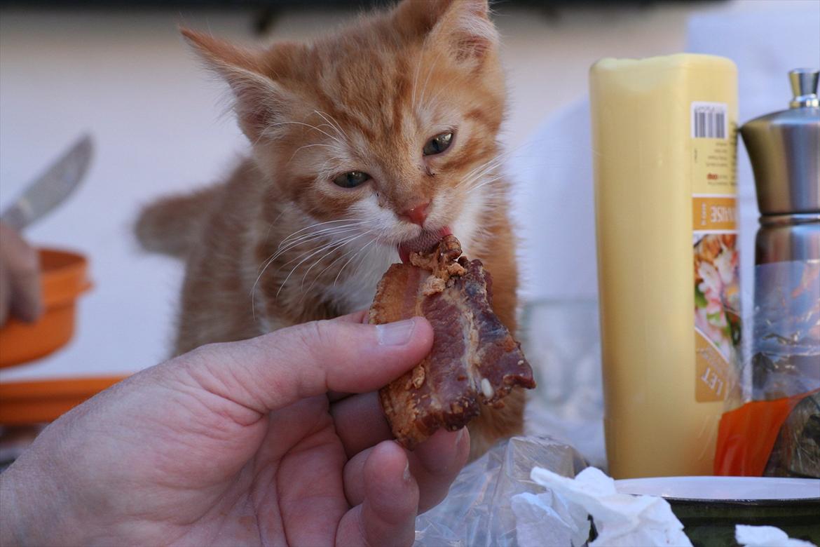 Huskat Rolding billede 1