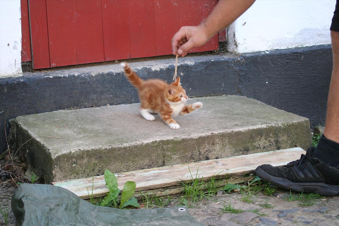 Huskat Rolding billede 2