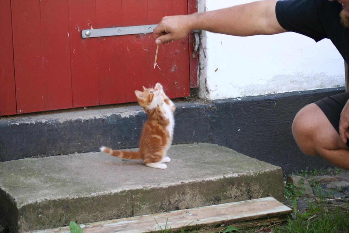 Huskat Rolding billede 3