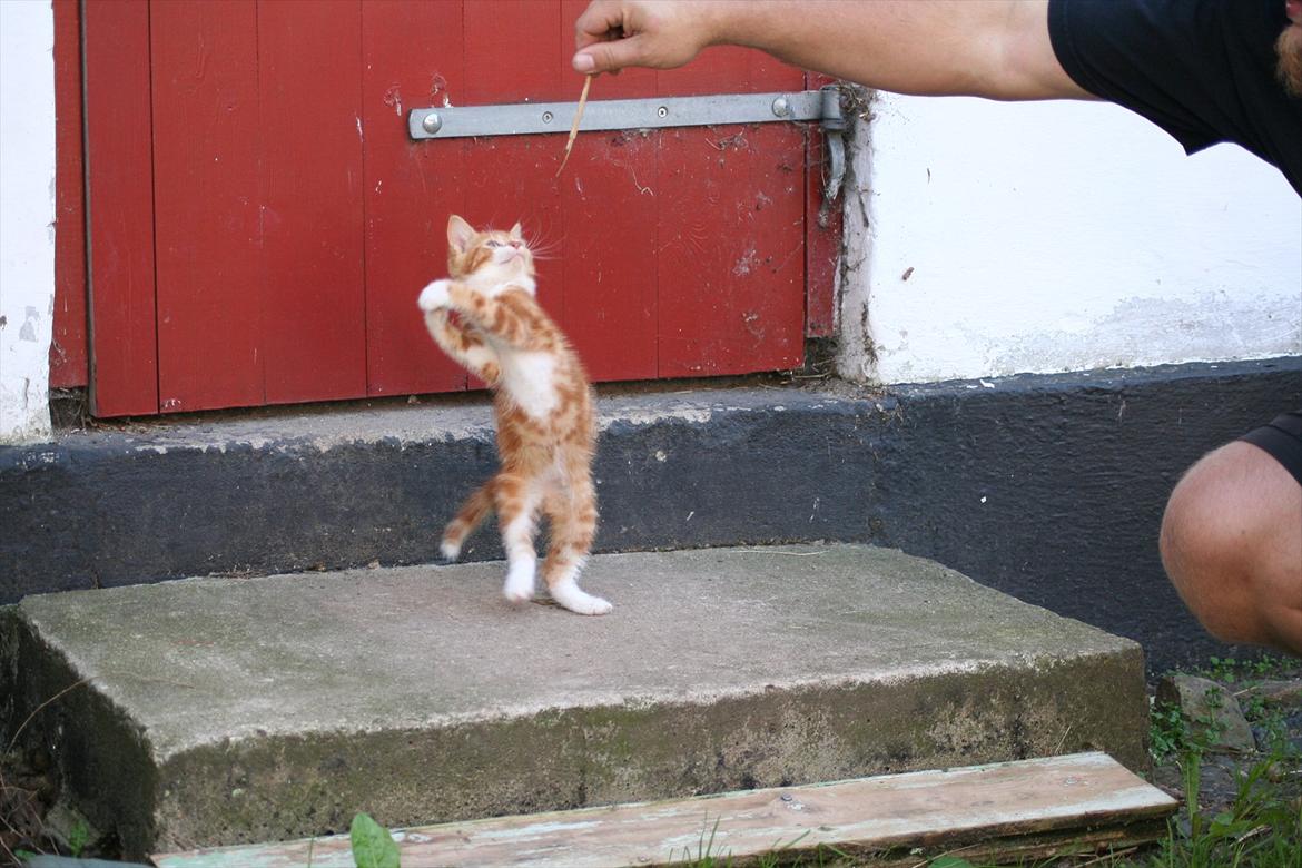 Huskat Rolding billede 4