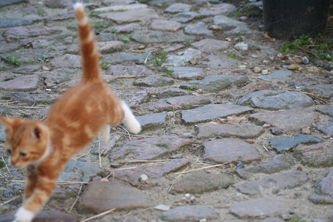 Huskat Rolding billede 5