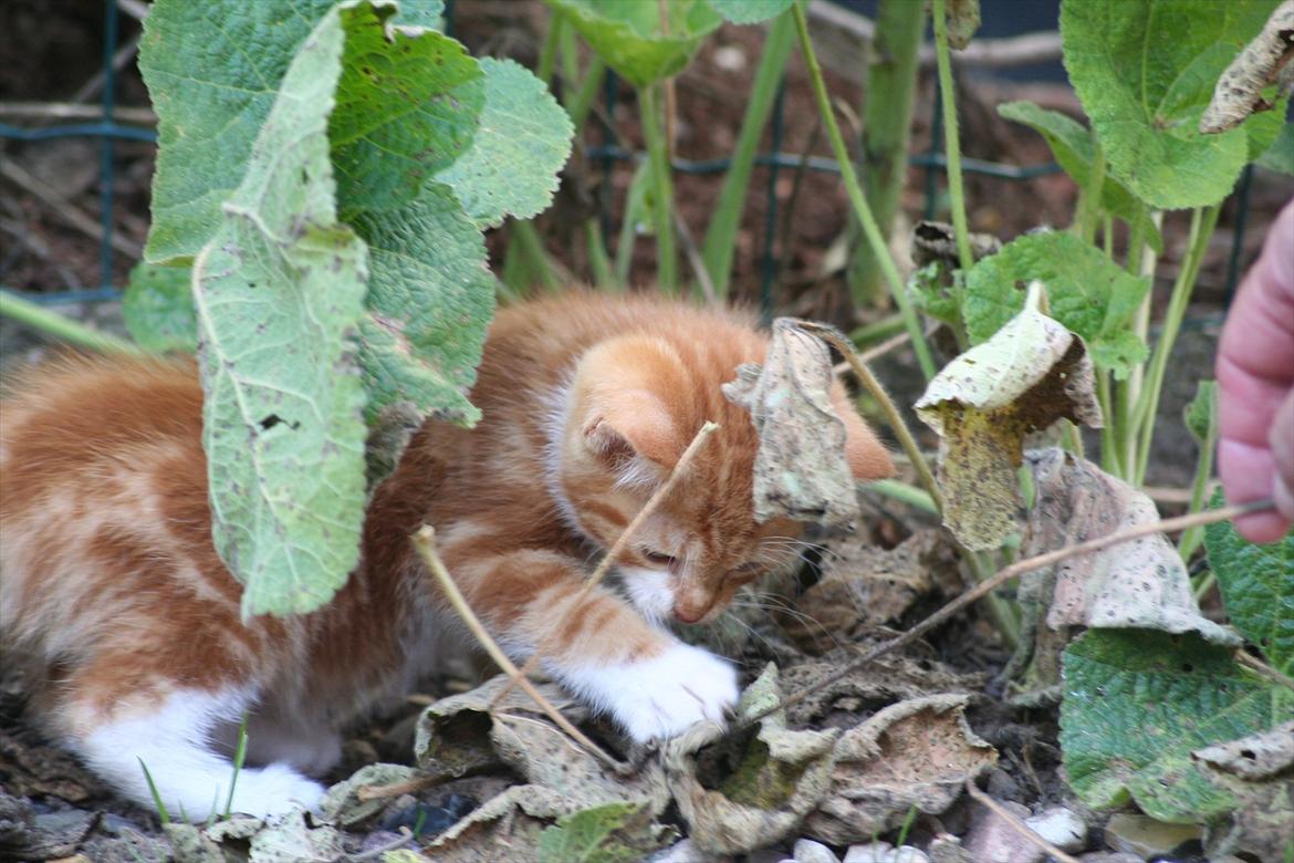 Huskat Rolding billede 7