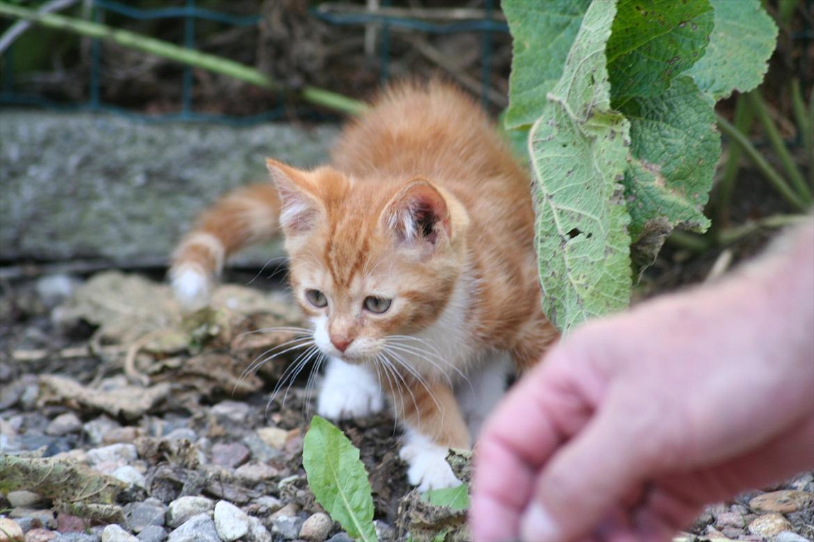 Huskat Rolding billede 8