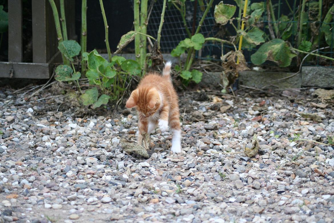 Huskat Rolding billede 9