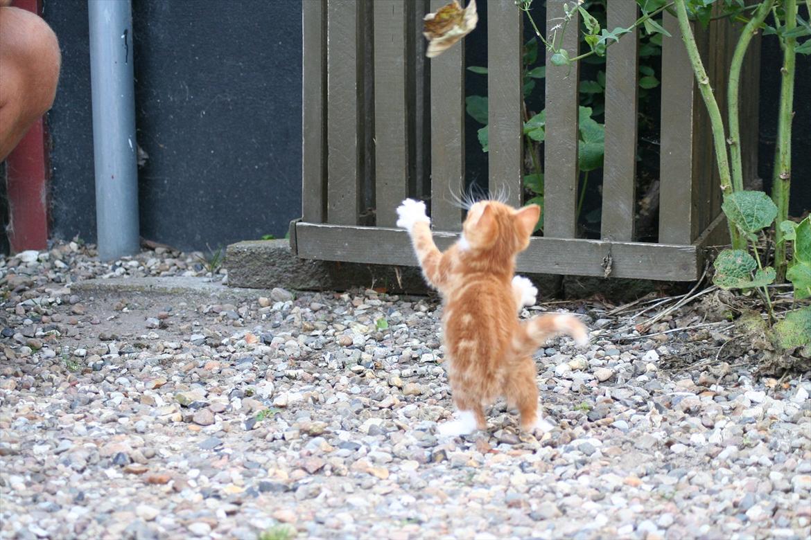 Huskat Rolding billede 10