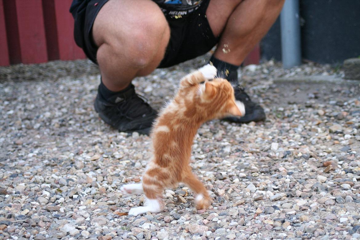 Huskat Rolding billede 12