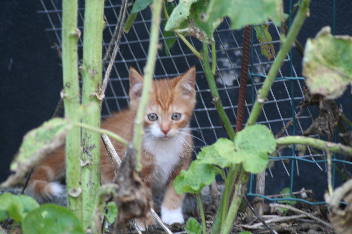 Huskat Rolding billede 13